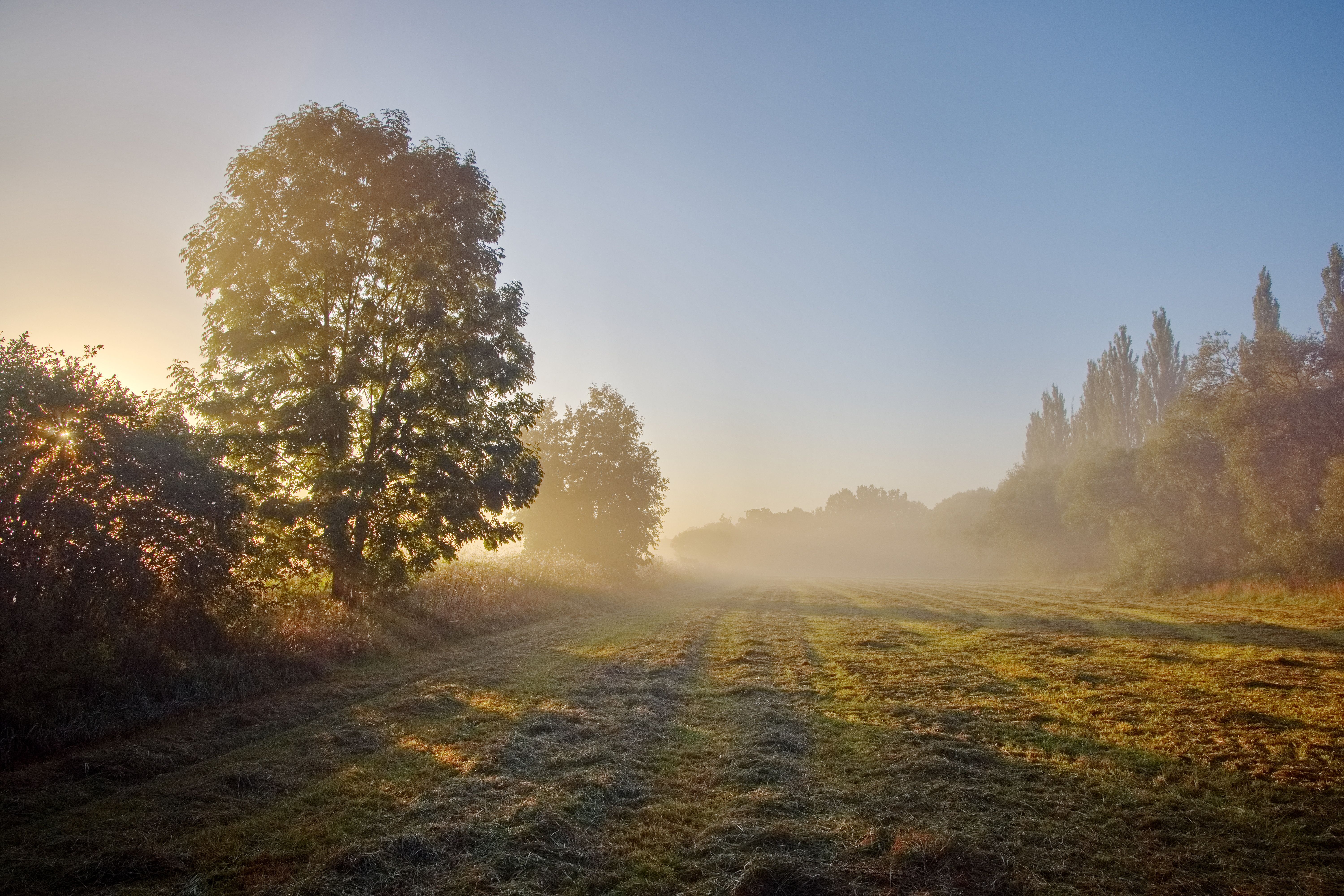 Misty Morning Landscape with Sunlit Trees · Free Stock Photo