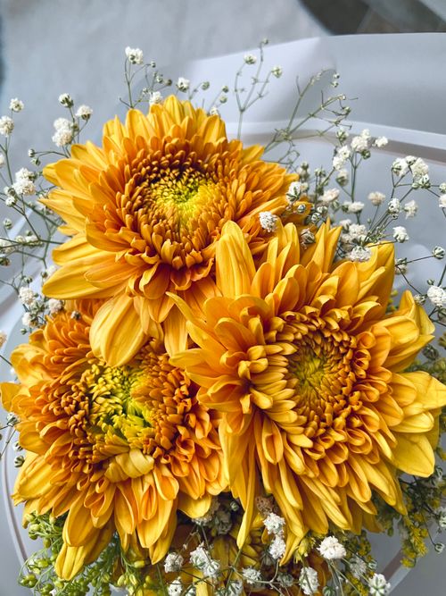 Free Close-up of a bouquet of bright yellow chrysanthemums with baby's breath flowers. Stock Photo