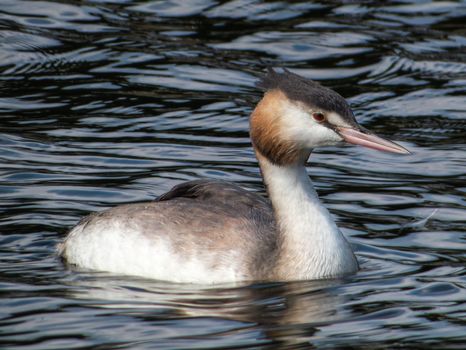Great crested grebe floating on rippling water in natural environment.
