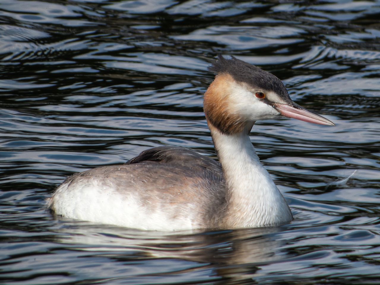 great crested grebe floating on rippling water in natural environment