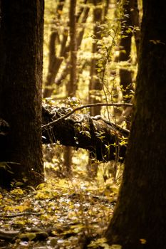 Serene autumn forest with golden sunlight filtering through trees.