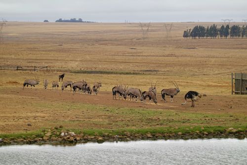 Free A herd of oryx grazing in African plains with an ostrich nearby, under a cloudy sky. Stock Photo