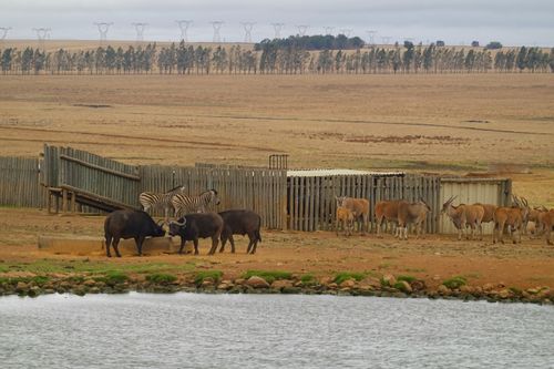 Free Breathtaking view of African wildlife, including buffalo and zebras, at a savanna watering hole. Stock Photo