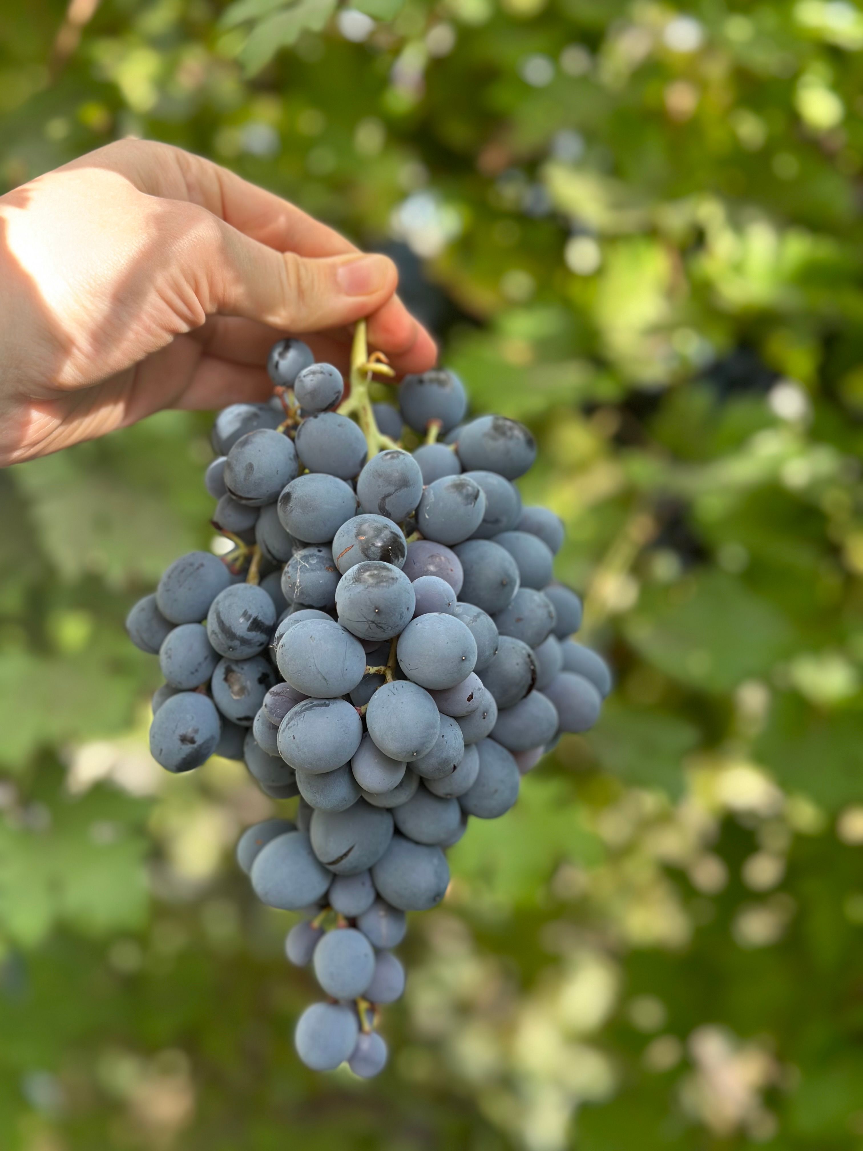 A person holds a bunch of ripe blue grapes in a vineyard, perfect for wine production.