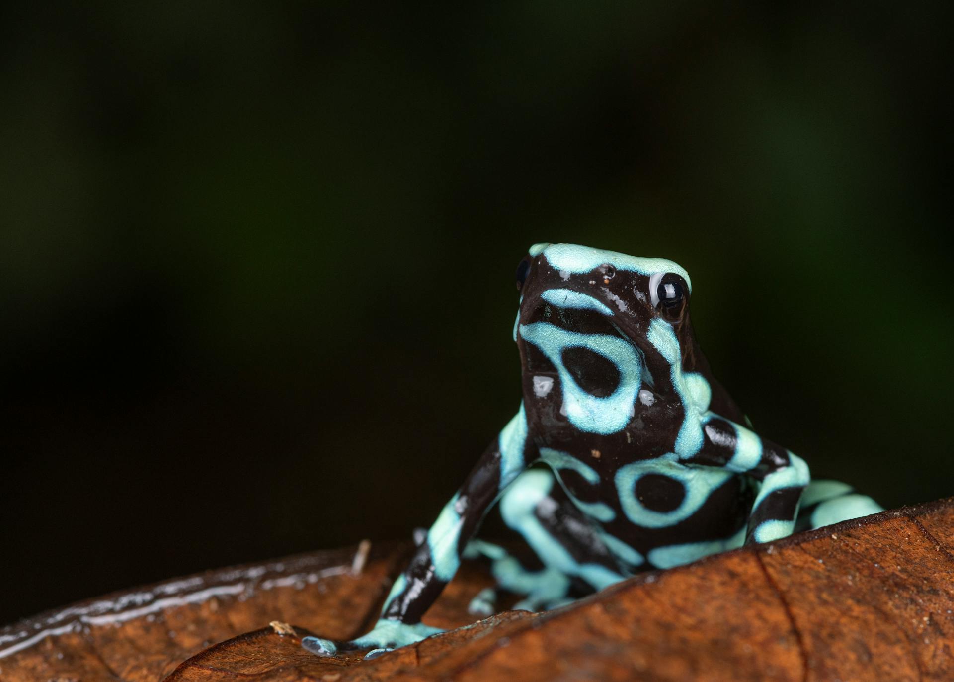 Close-Up of Green and Black Poison Dart Frog