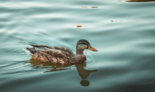 Free A mallard duck peacefully glides on a calm lake surface, reflecting serenity and nature. Stock Photo
