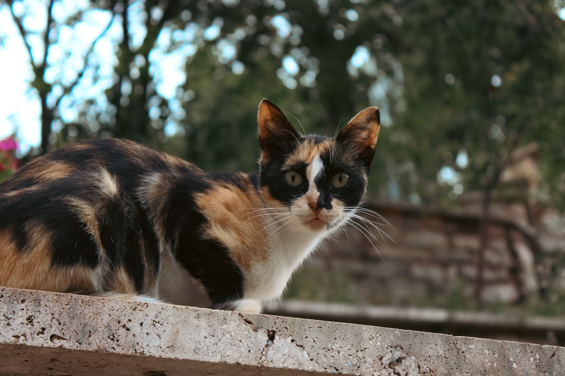 Curious Calico Cat Outdoors in Nature