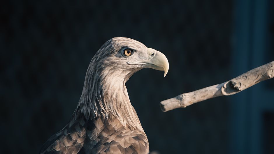 Creality Falcon Deal: Up to 52% Off! Shop Now 6 DealNews