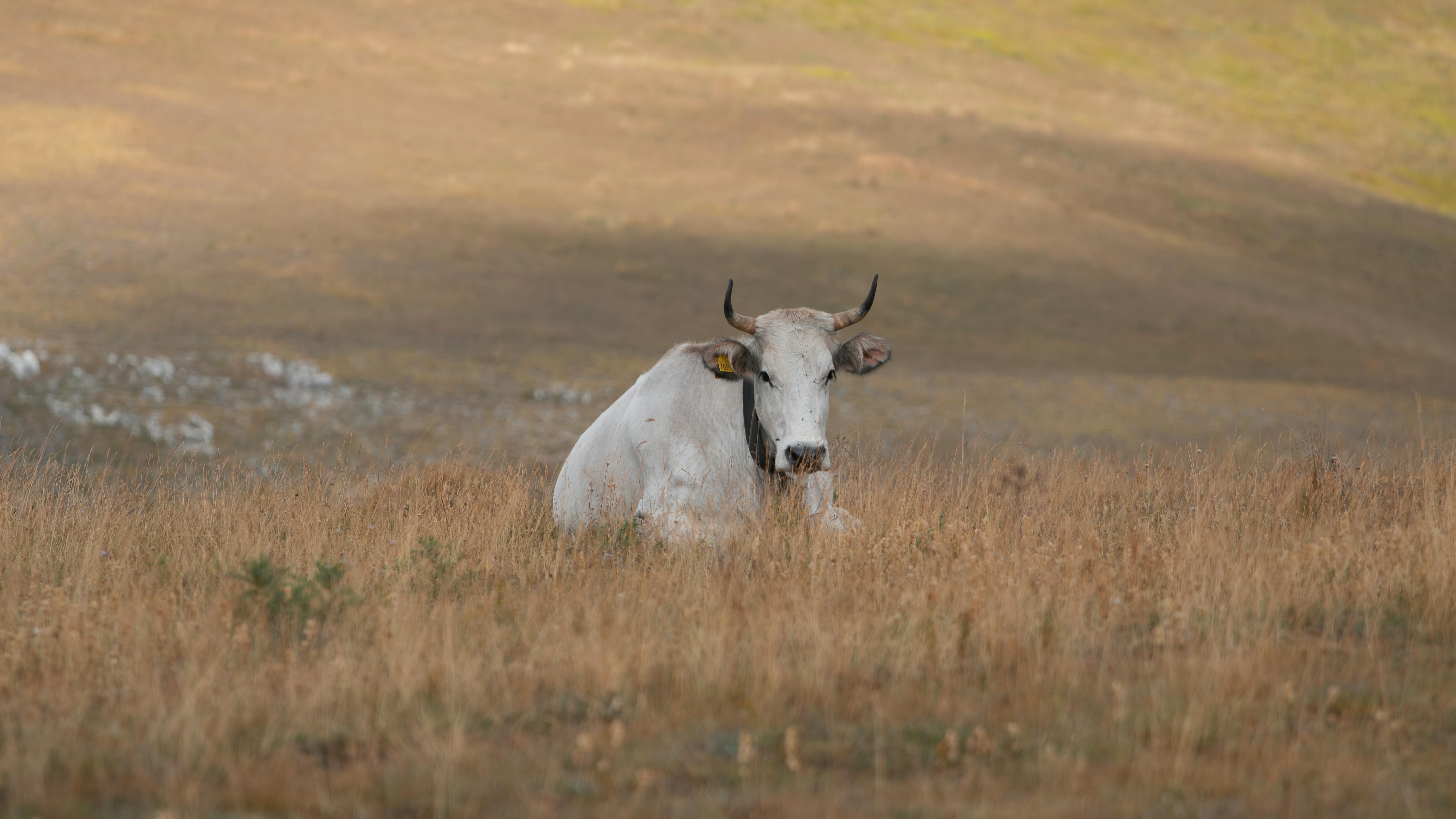 grátis Vaca Serena Descansando Em Campo Aberto Foto profissional