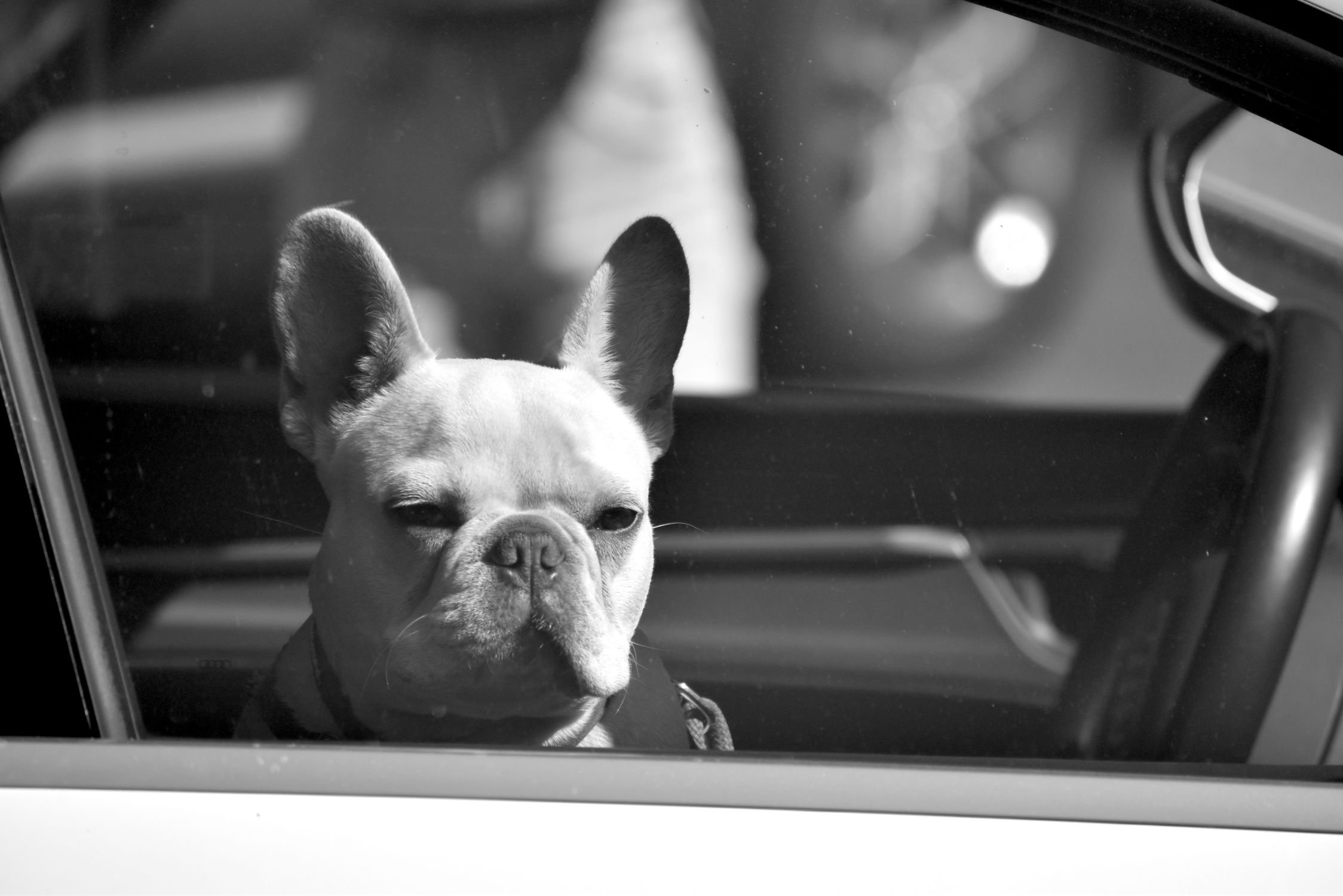 Black and white photo of a French Bulldog peering out from a car window.