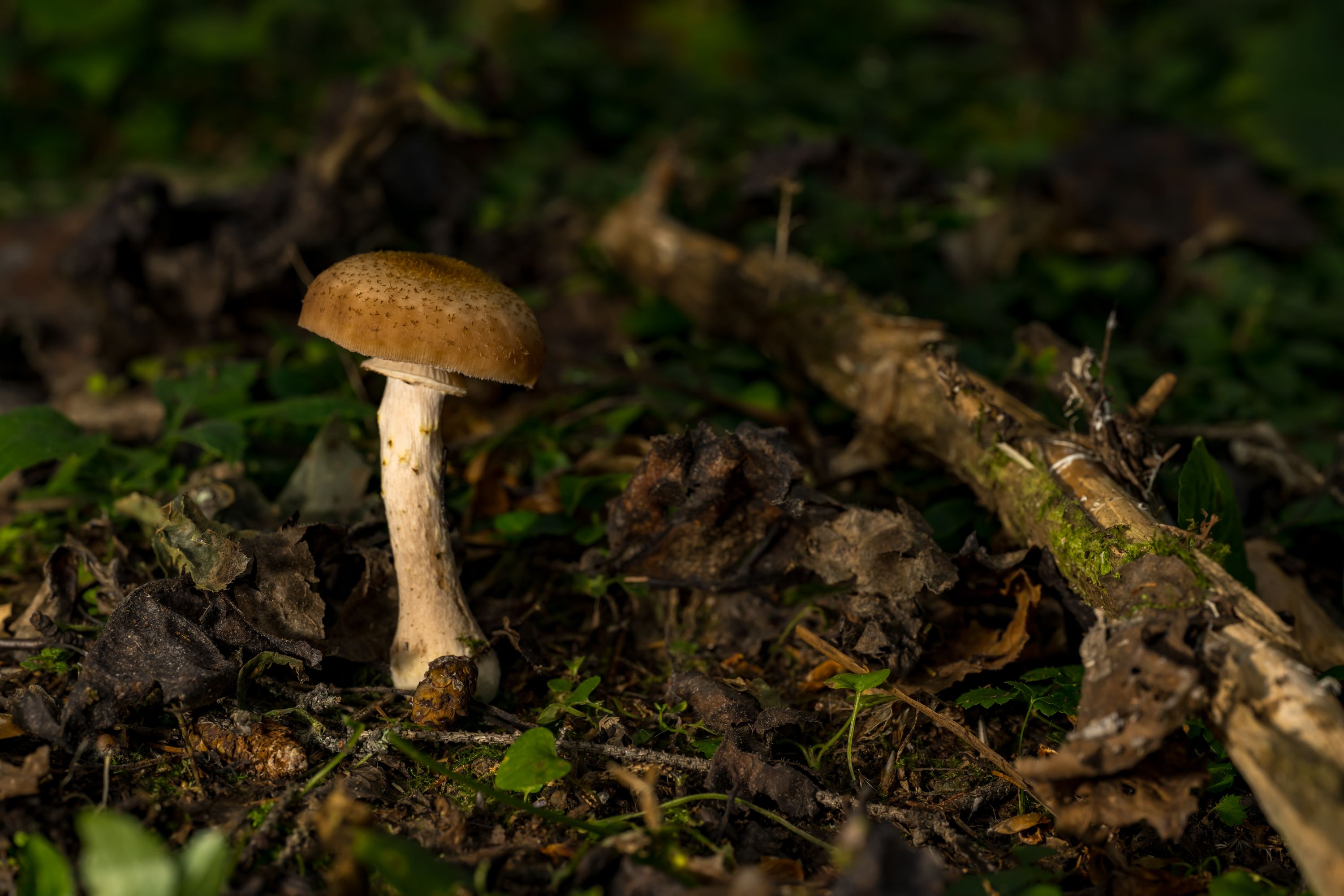 Macro shot of a mushroom growing amidst foliage in a forest setting.