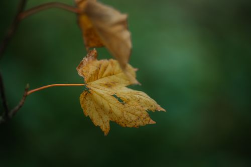 Free Detailed macro shot of yellow autumn leaves with a blurred green background. Stock Photo