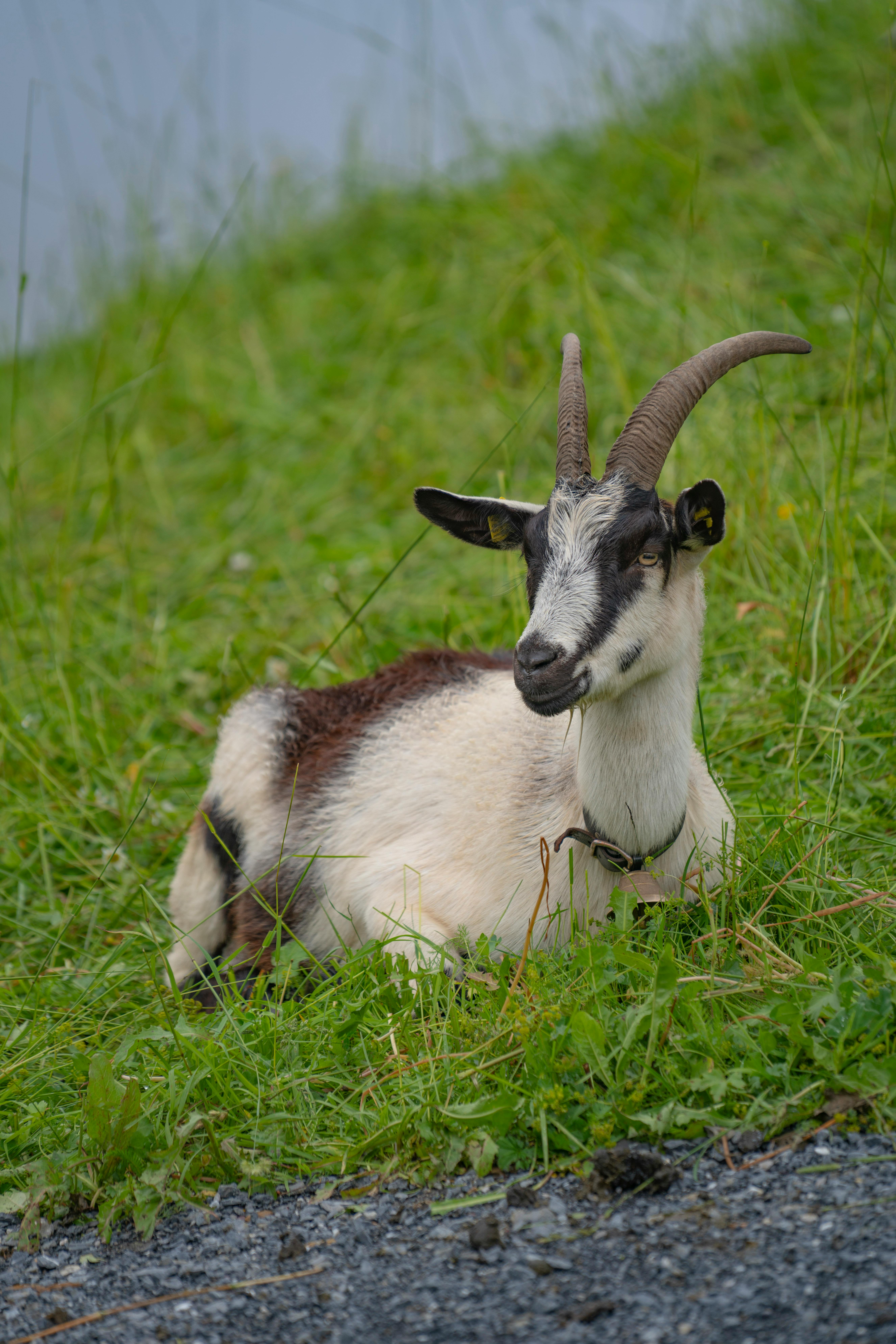 grátis Foto profissional grátis de agricultura, animais selvagens, animal Foto profissional