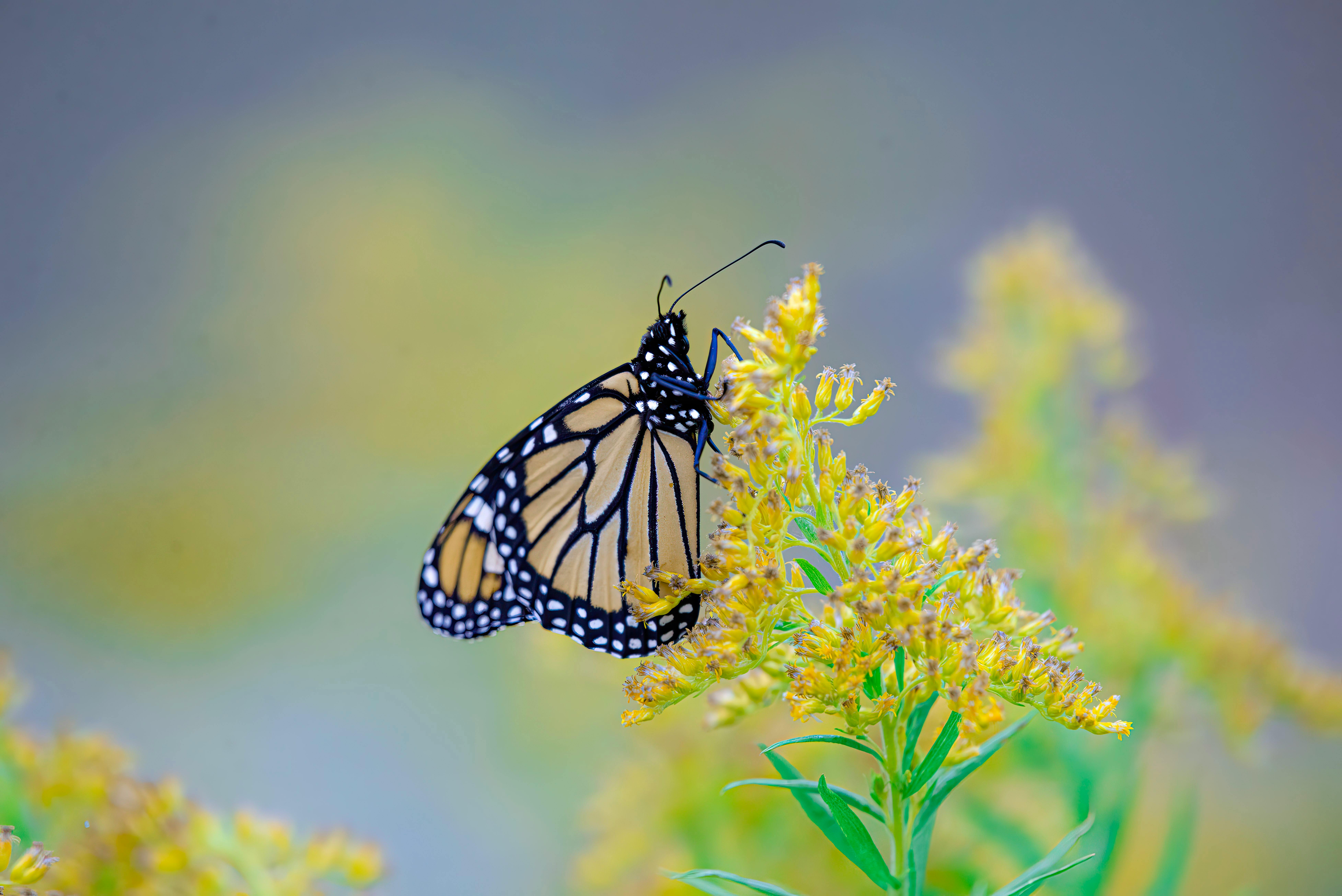 Butterfly The Delicacy Of Nature, Butterfly Pattern, Colorful, Nature PNG  Transparent Image and Clipart for Free Download, image size:1124x750