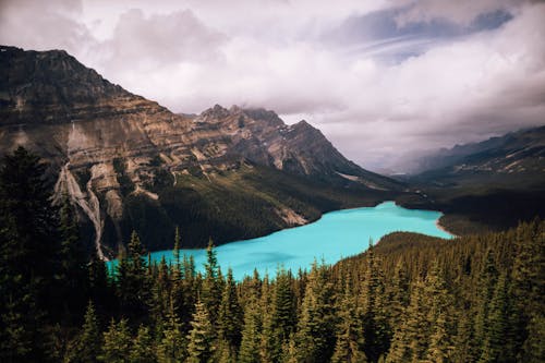 Body Of Water And Trees