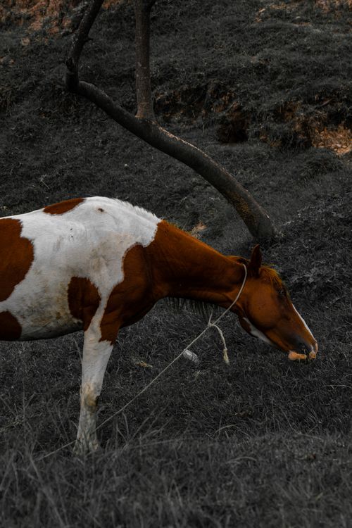 Free A brown and white horse grazing peacefully in Soltepec, Mexico, captured outdoors. Stock Photo
