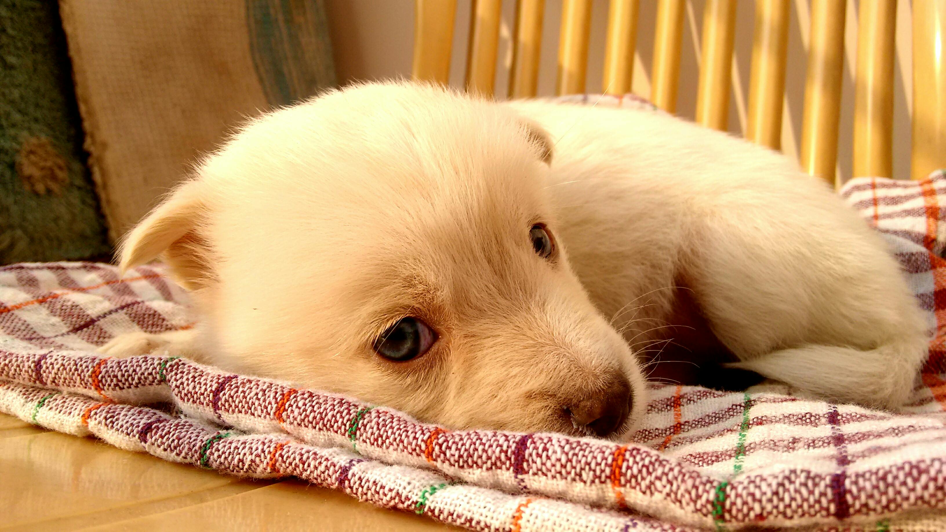 puppy lying on plaid textile