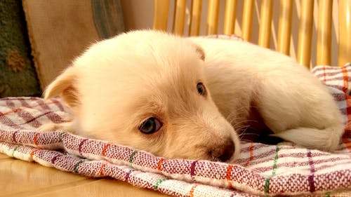 免费 躺在格子纺织上的小狗 素材图片
