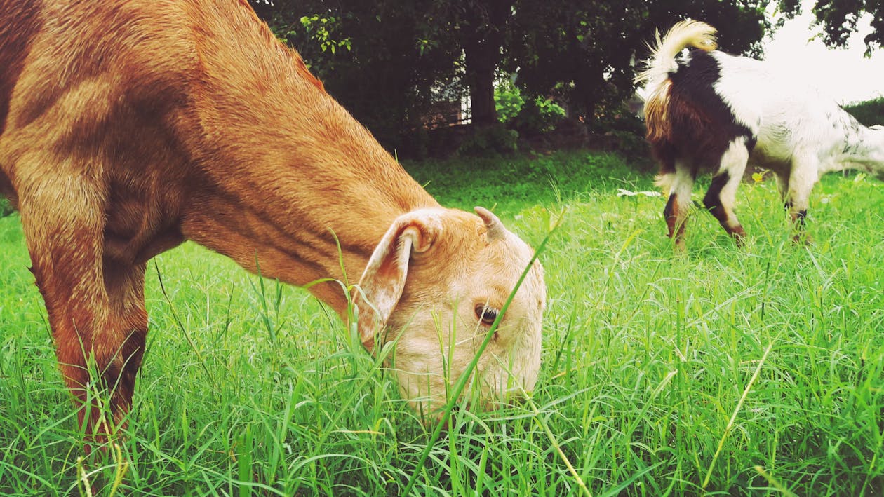 бесплатная Коричневое животное ест зеленую траву Стоковое фото