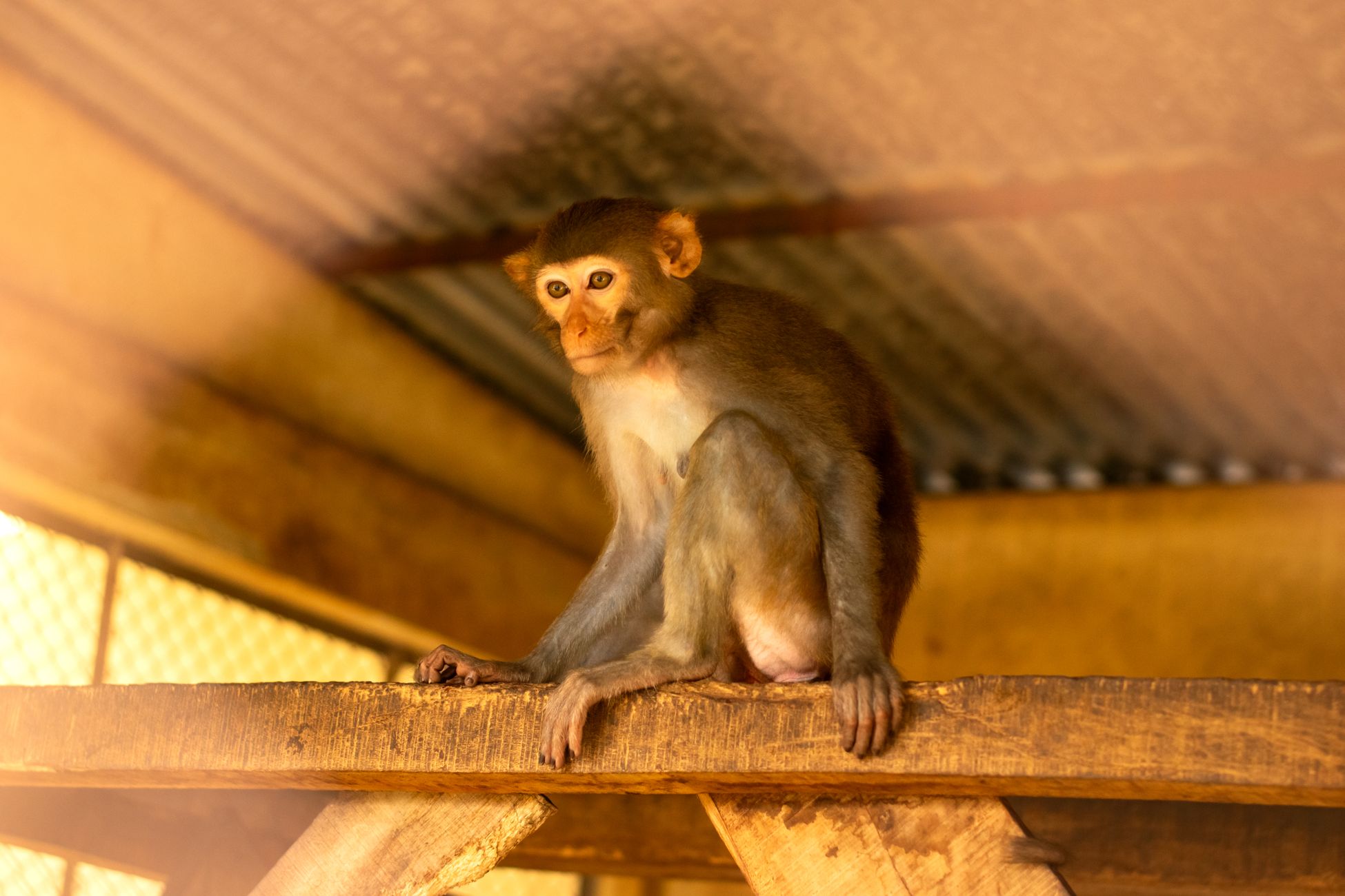 Roodschouderslurfhondjes bijzondere bewoners van Monkey Market in Wildlands