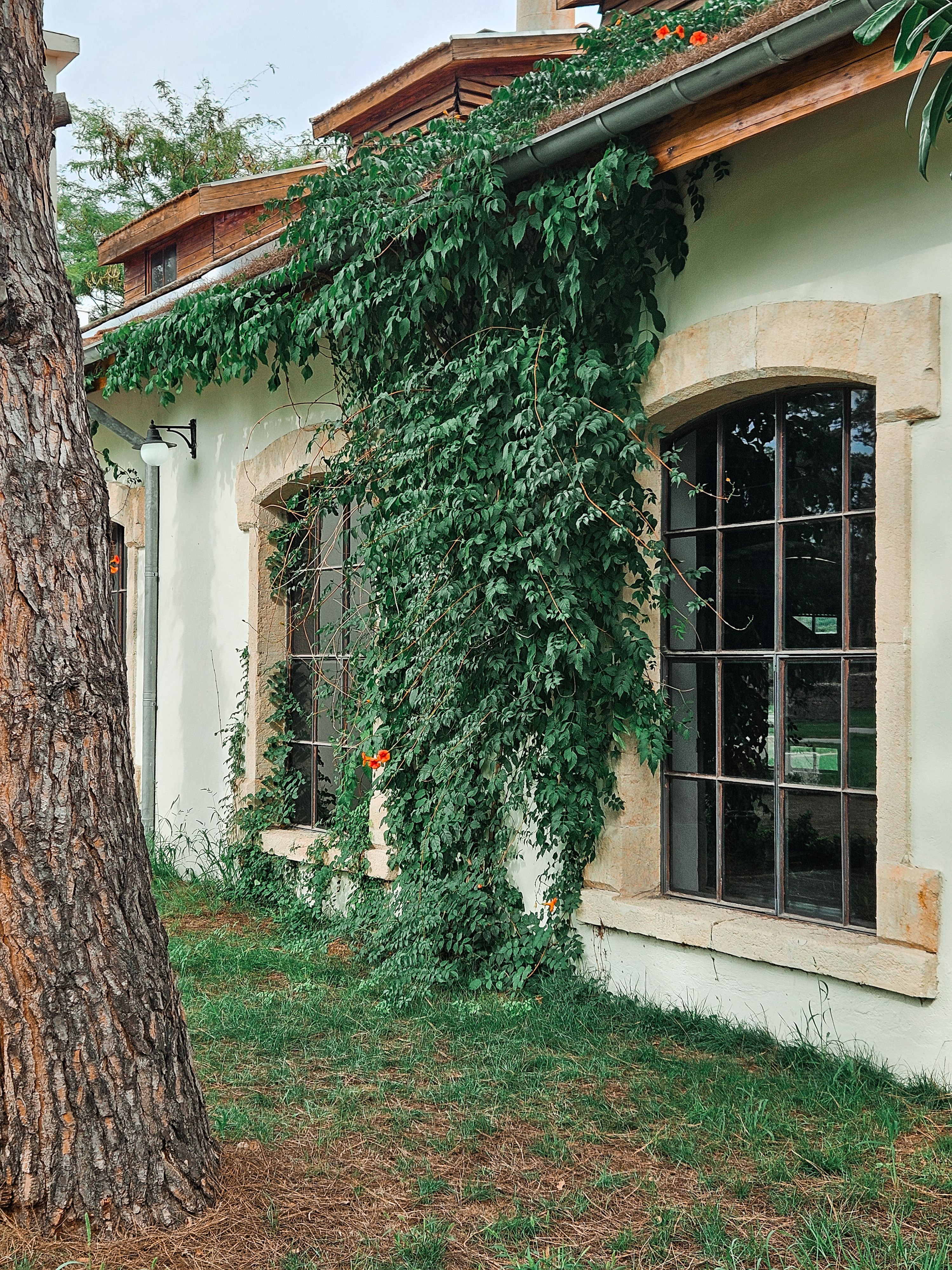 Charming Ivy-Covered House Exterior in Summer · Free Stock Photo