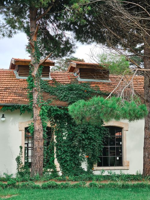 Free A picturesque ivy-covered cottage with a red tile roof in a lush, green setting. Stock Photo