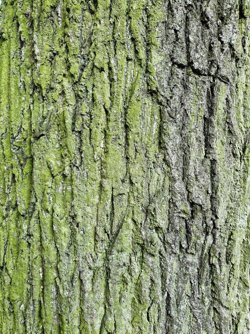Free stock photo of dark green, forest, old tree Stock Photo