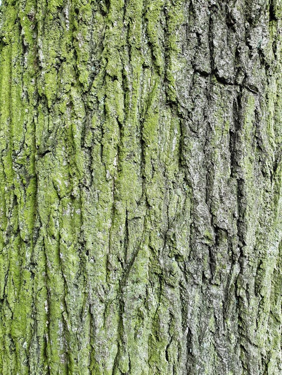 Free stock photo of dark green, forest, old tree