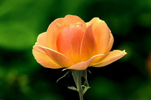 Free Close-up of a vibrant yellow-orange rose in full bloom, captured with a soft focus background. Stock Photo