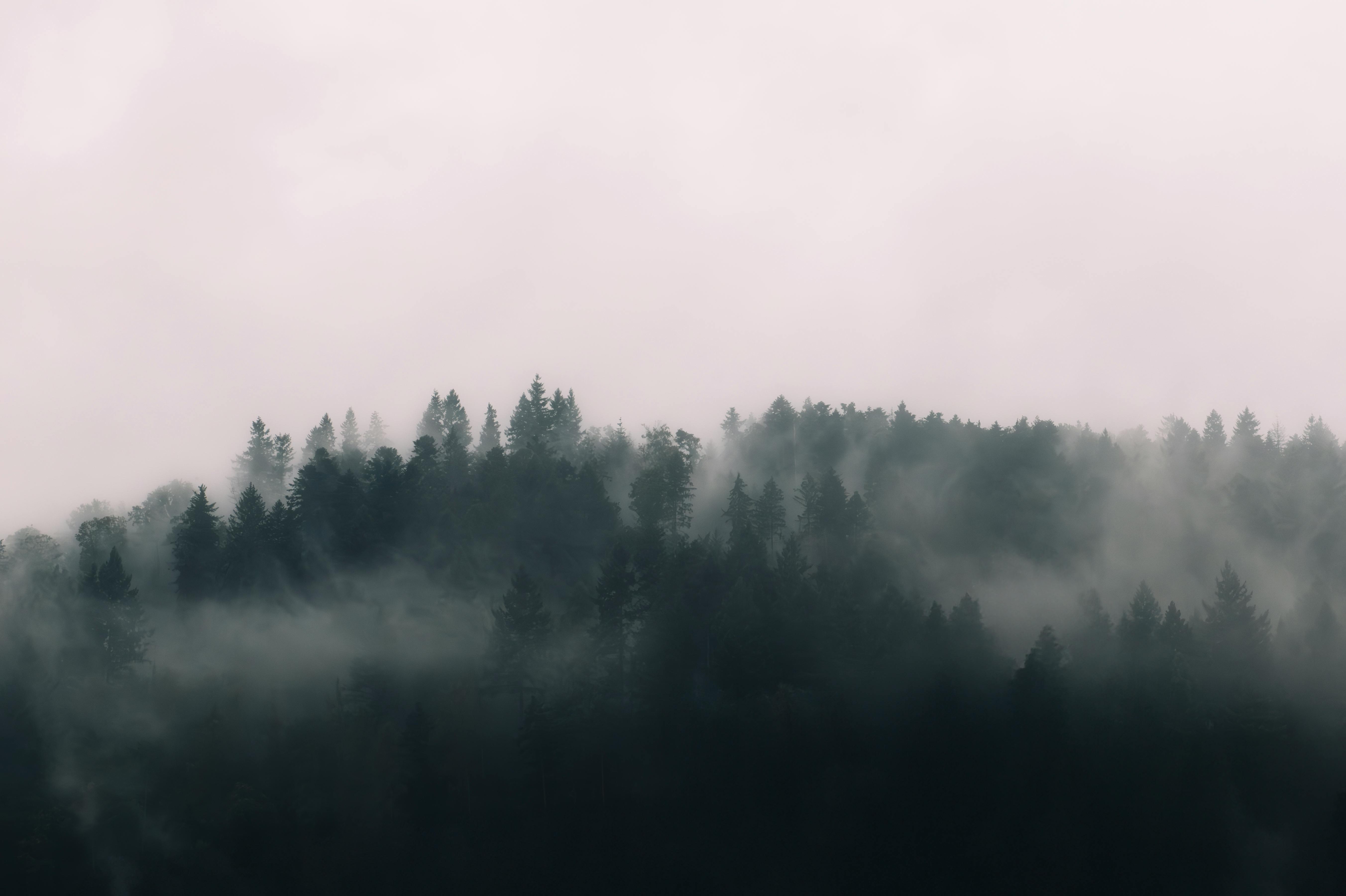 免費 濃霧迷霧森林場景 圖庫相片