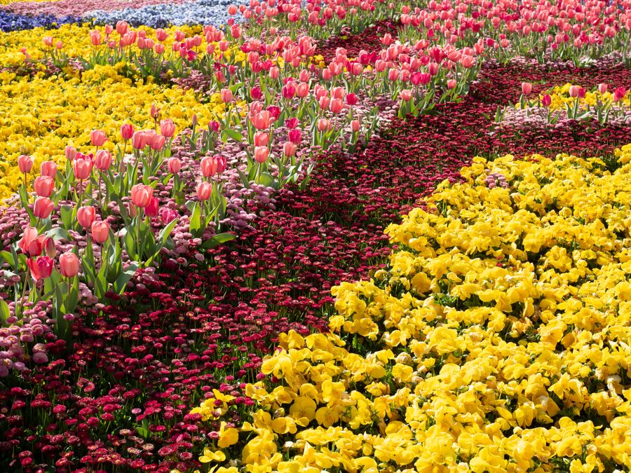 5 Day Canberra – Floriade & Spring Gardens Tour — photo 2