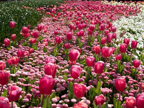 Bright pink tulips in full bloom during Canberra's spring, showcasing nature's vibrant colors.