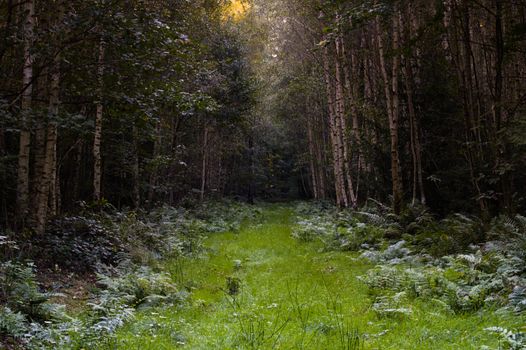 Tranquil forest path with lush greenery and birch trees, perfect for nature lovers.