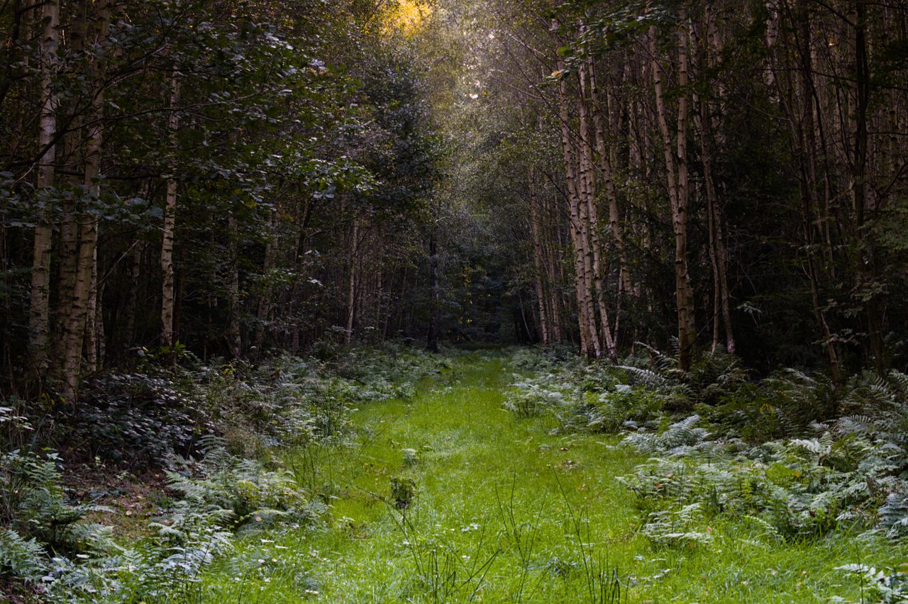 tranquil forest path with lush greenery and birch trees perfect for na