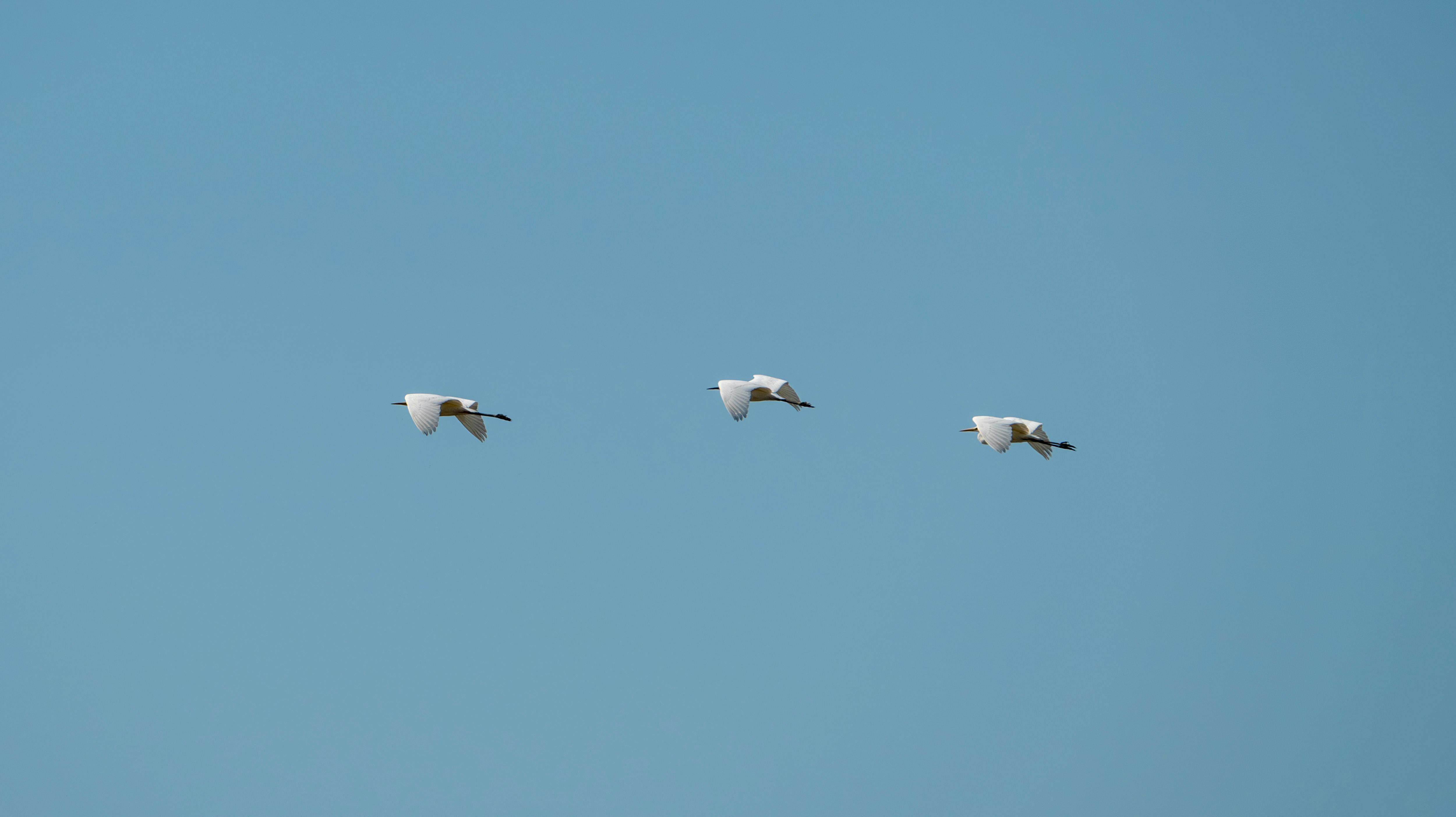 Three herons gracefully fly across a clear blue sky, showcasing nature's elegance.