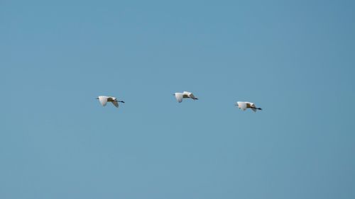 Free Three herons gracefully fly across a clear blue sky, showcasing nature's elegance. Stock Photo
