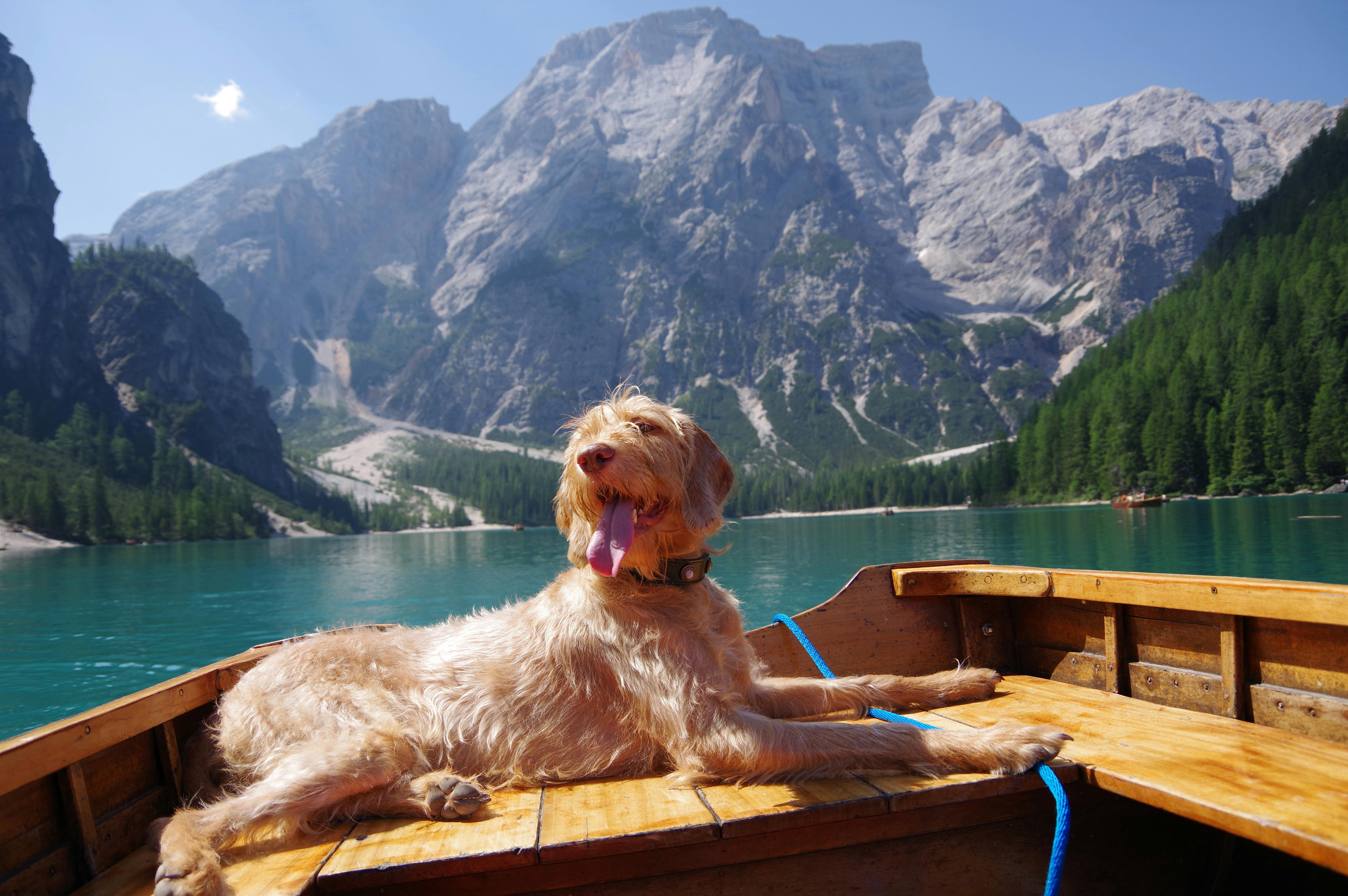 Free stock photo of dog, vizsla