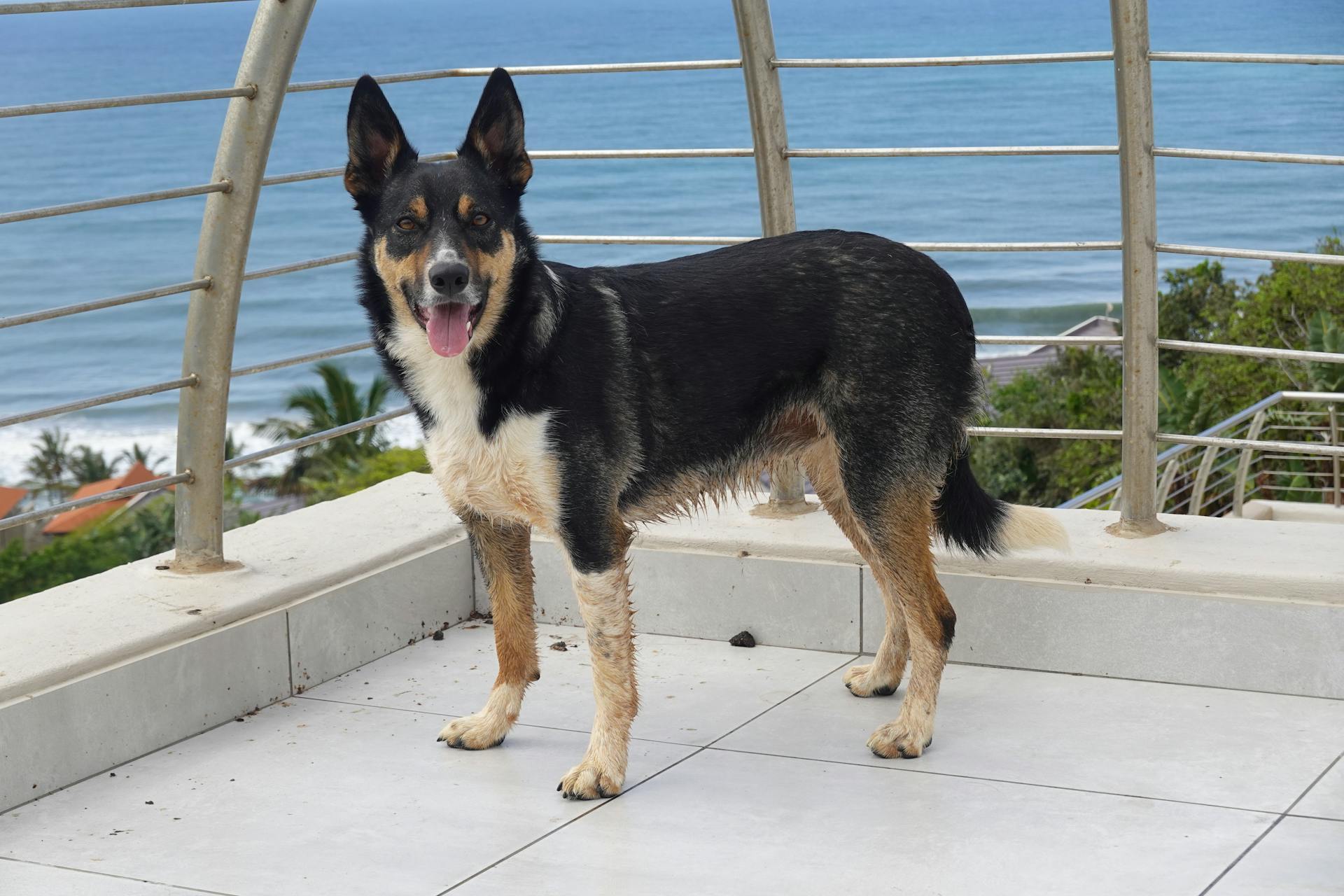 Free stock photo of animals, border collies, dogs