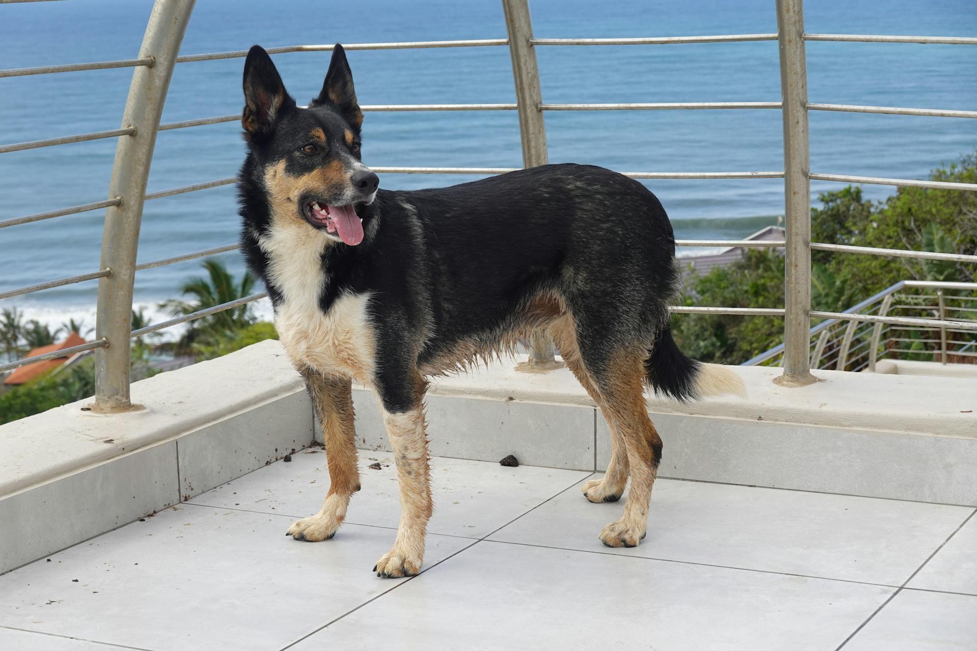 Free stock photo of animals, border collies, dogs