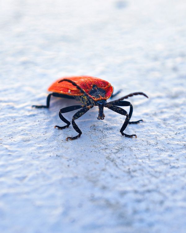 Red Shot Insect Close-up of a Red Bug on Textured Surface · Free Stock Photo