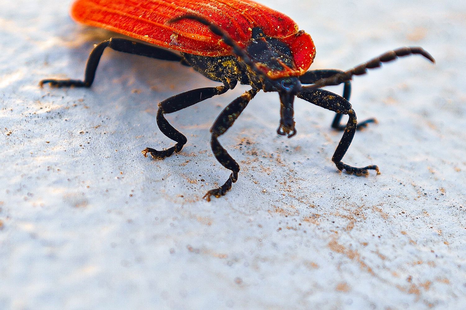 Red Exoskeleton Red Exoskeleton Photos, Download The BEST Free Red Exoskeleton Stock ...