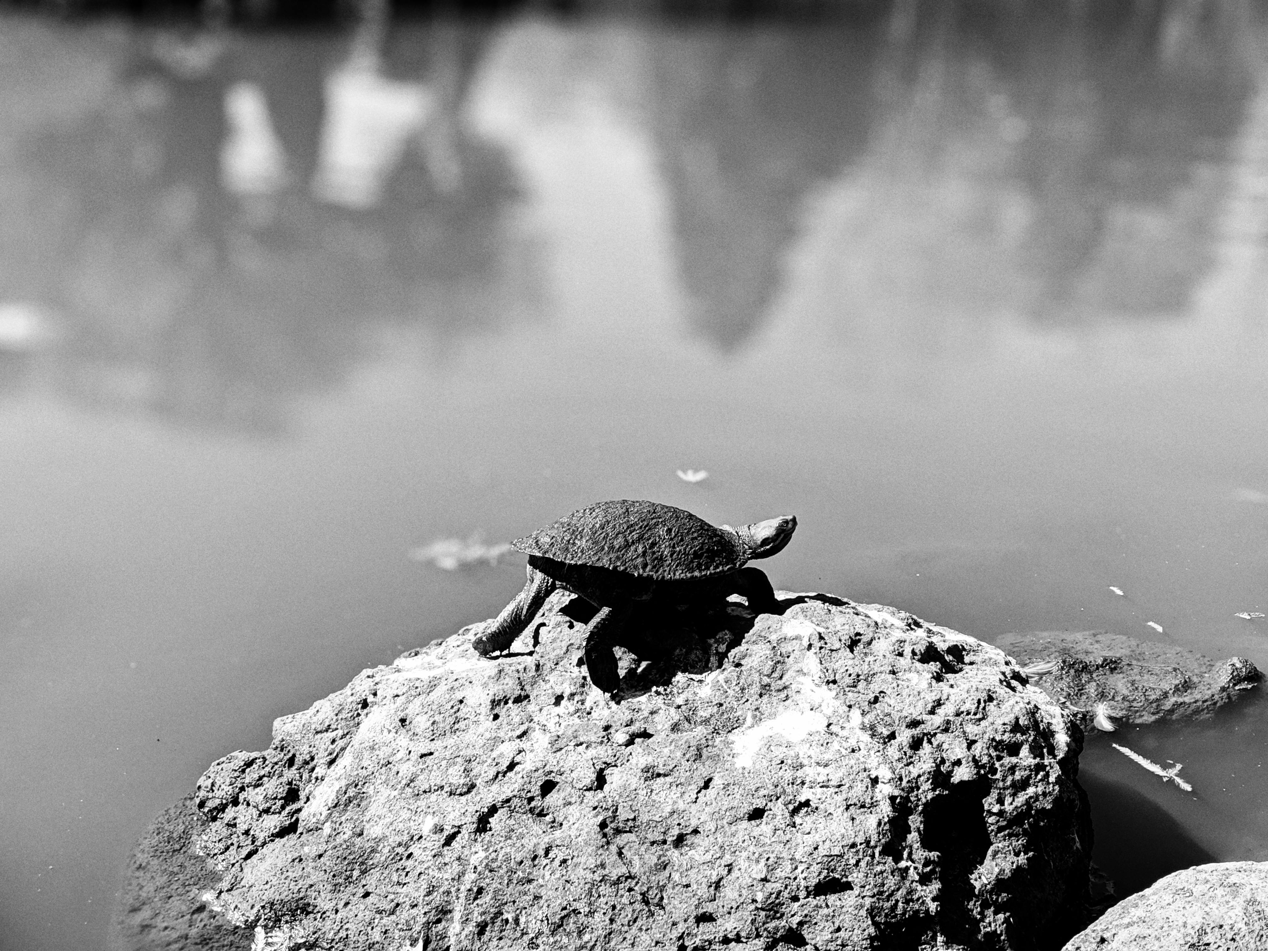 a tortoise on a rock