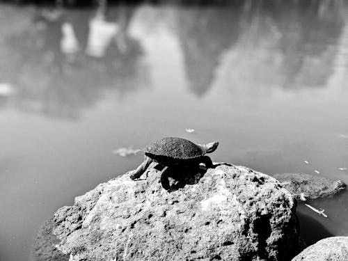 Une Tortue Sur Un Rocher