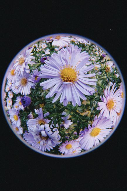 A striking fisheye lens view of vibrant purple aster flowers in full bloom.