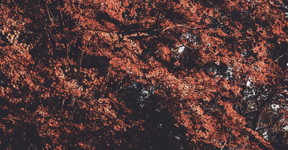 Vibrant Autumn Foliage with Rich Rust Colors · Free Stock Photo