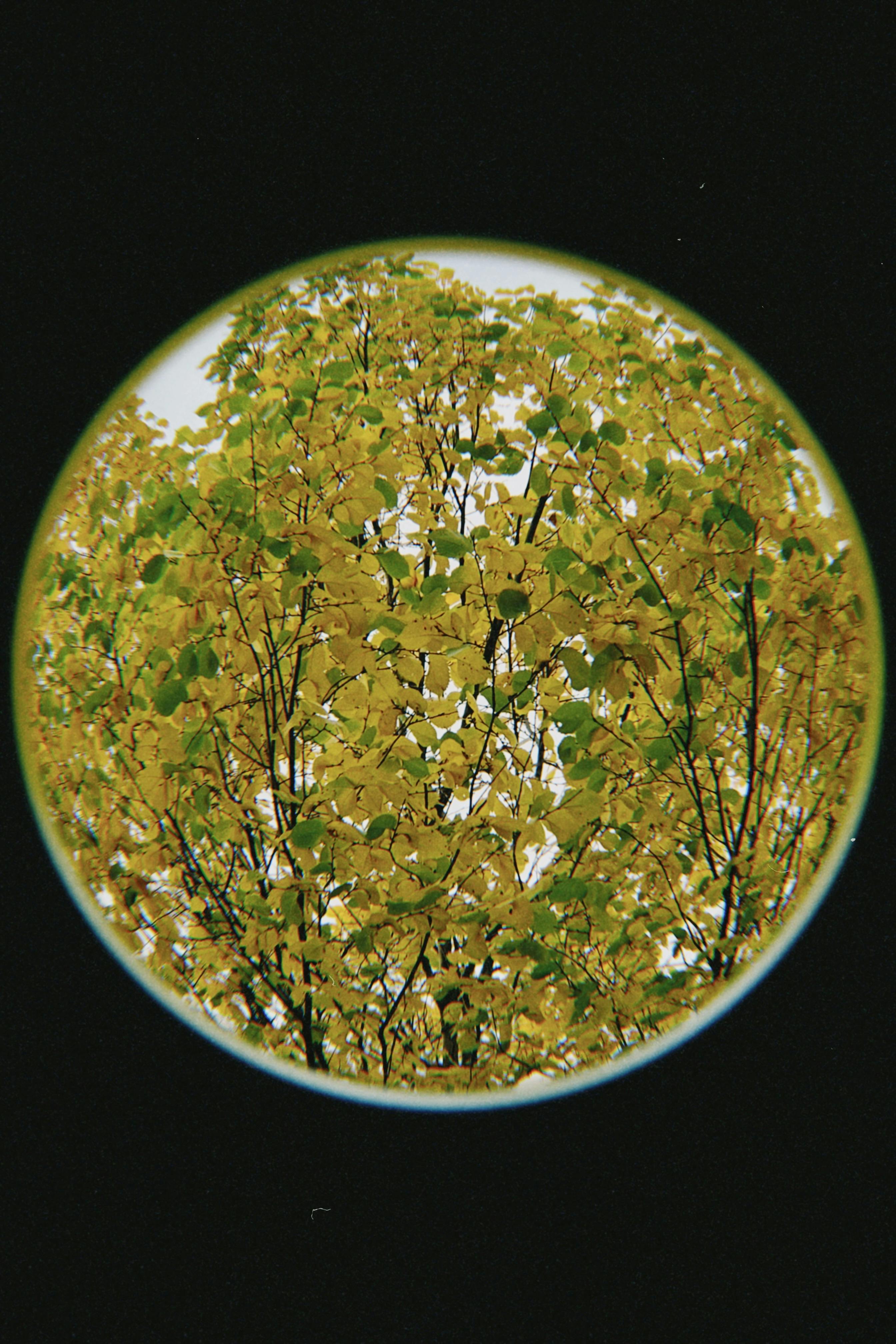Fisheye lens captures vivid autumn foliage in Talgar, Kazakhstan.