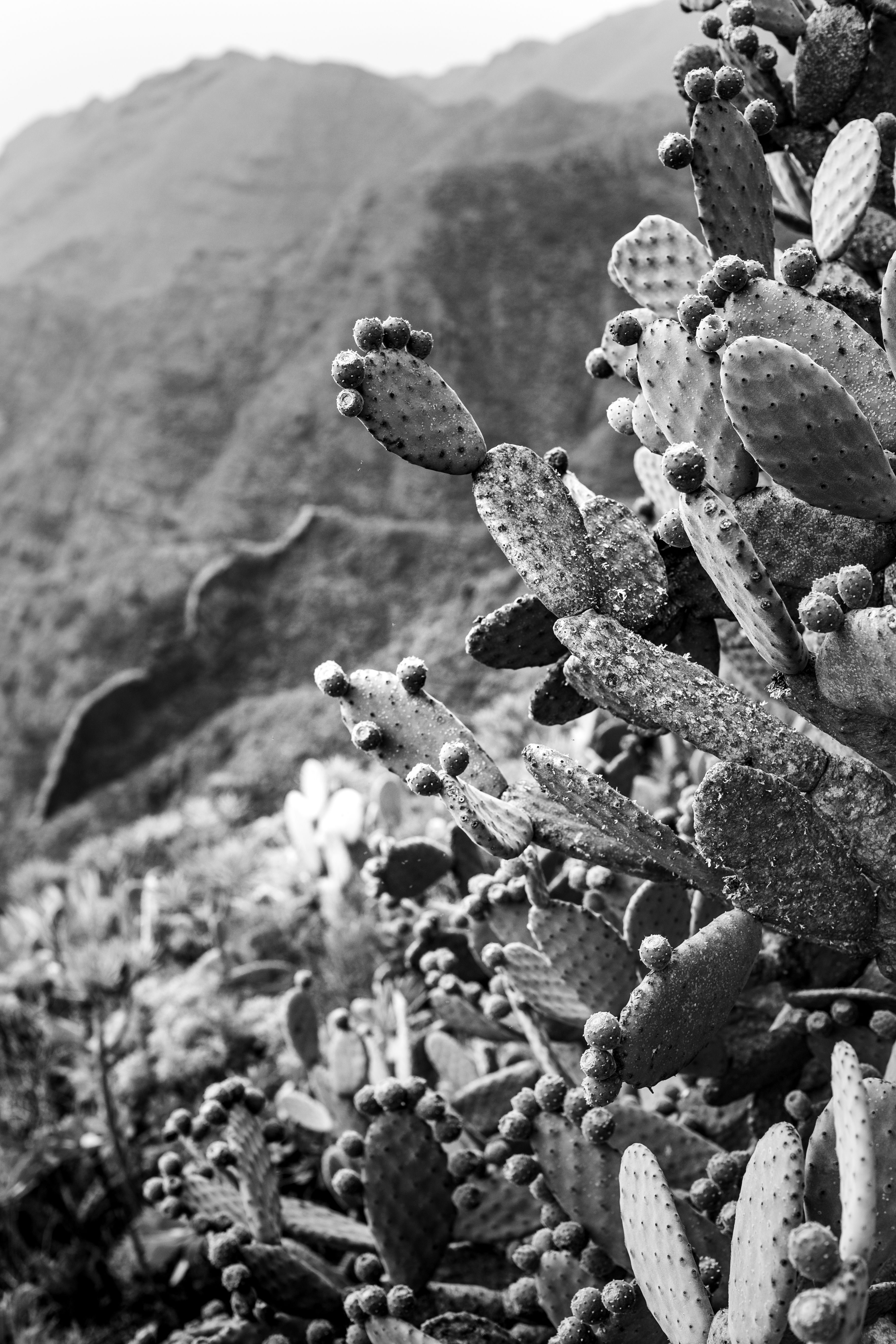 A stark black and white image of cactus on a volcanic mountain in Tenerife, Canary Islands.