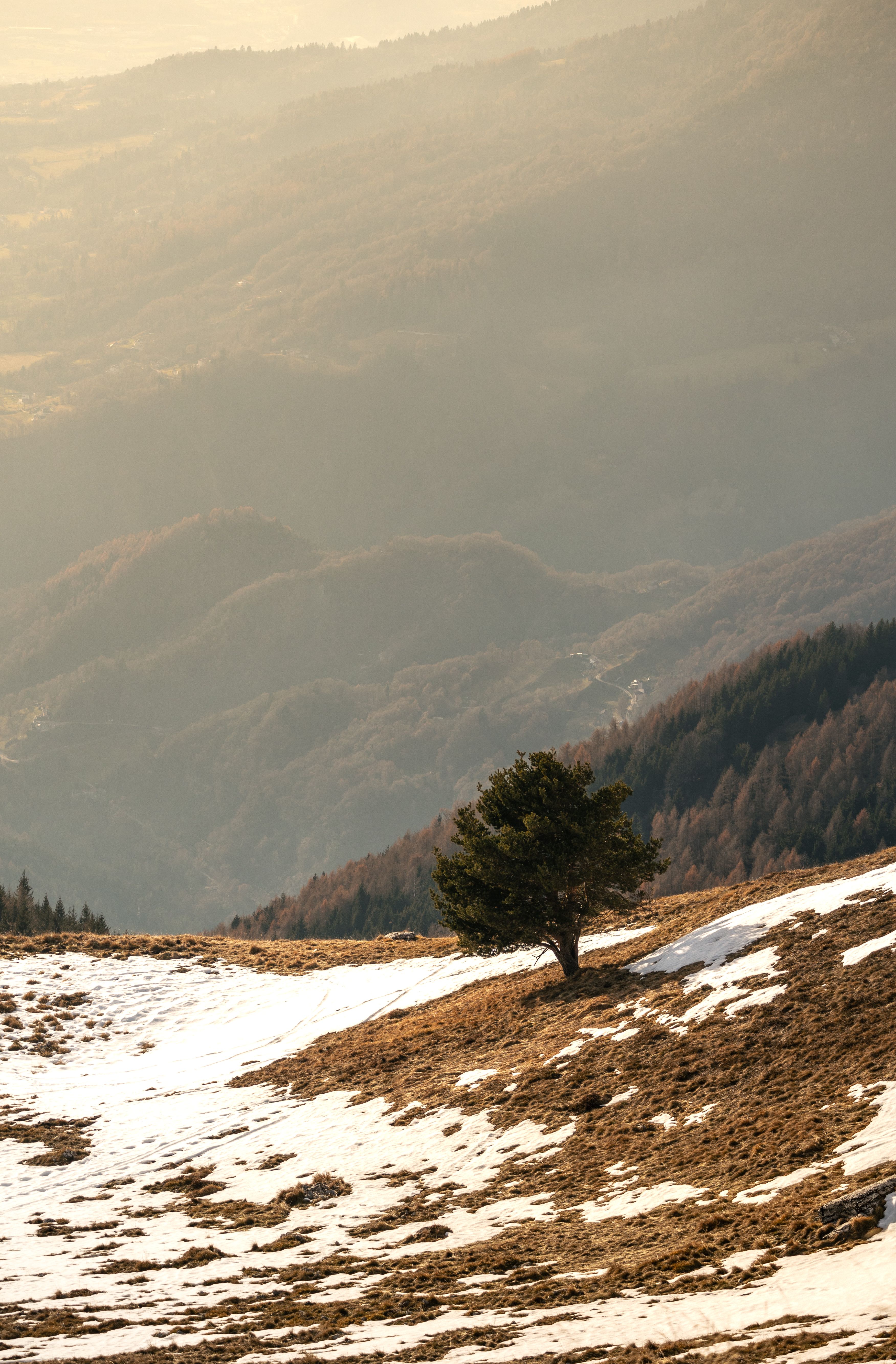 Solitary Tree in Mountainous Winter Landscape · Free Stock Photo