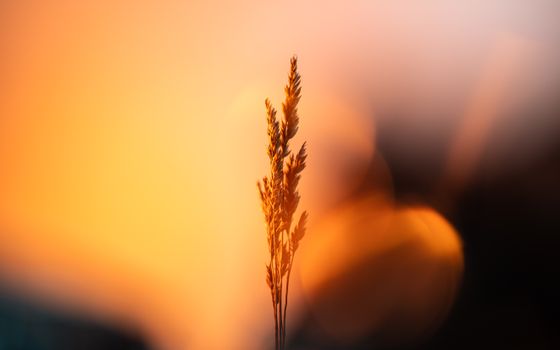 A single wheat stalk silhouetted against a vivid orange sunset creates a warm, serene ambiance.