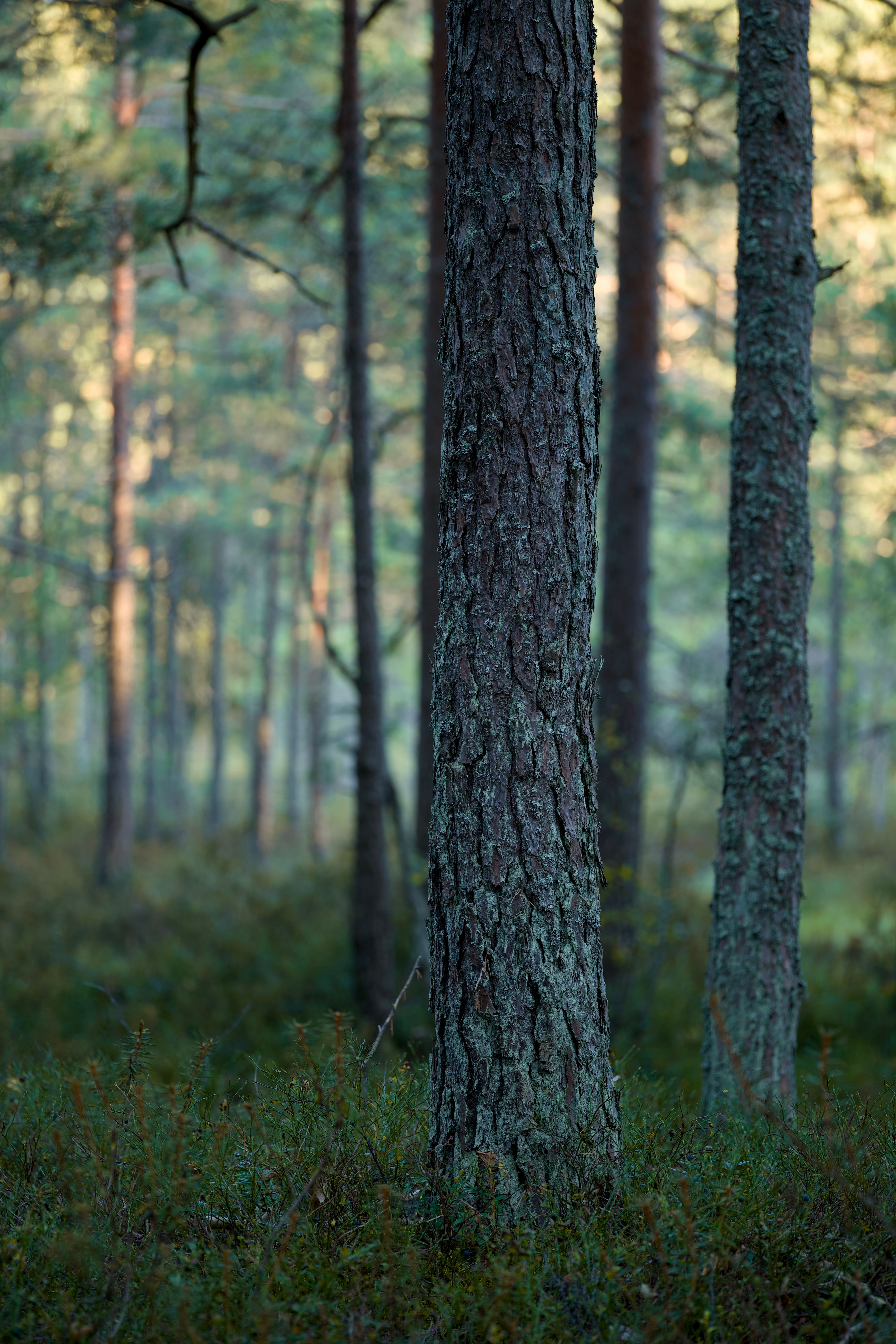 Serene Evergreen Forest with Tall Pines · Free Stock Photo